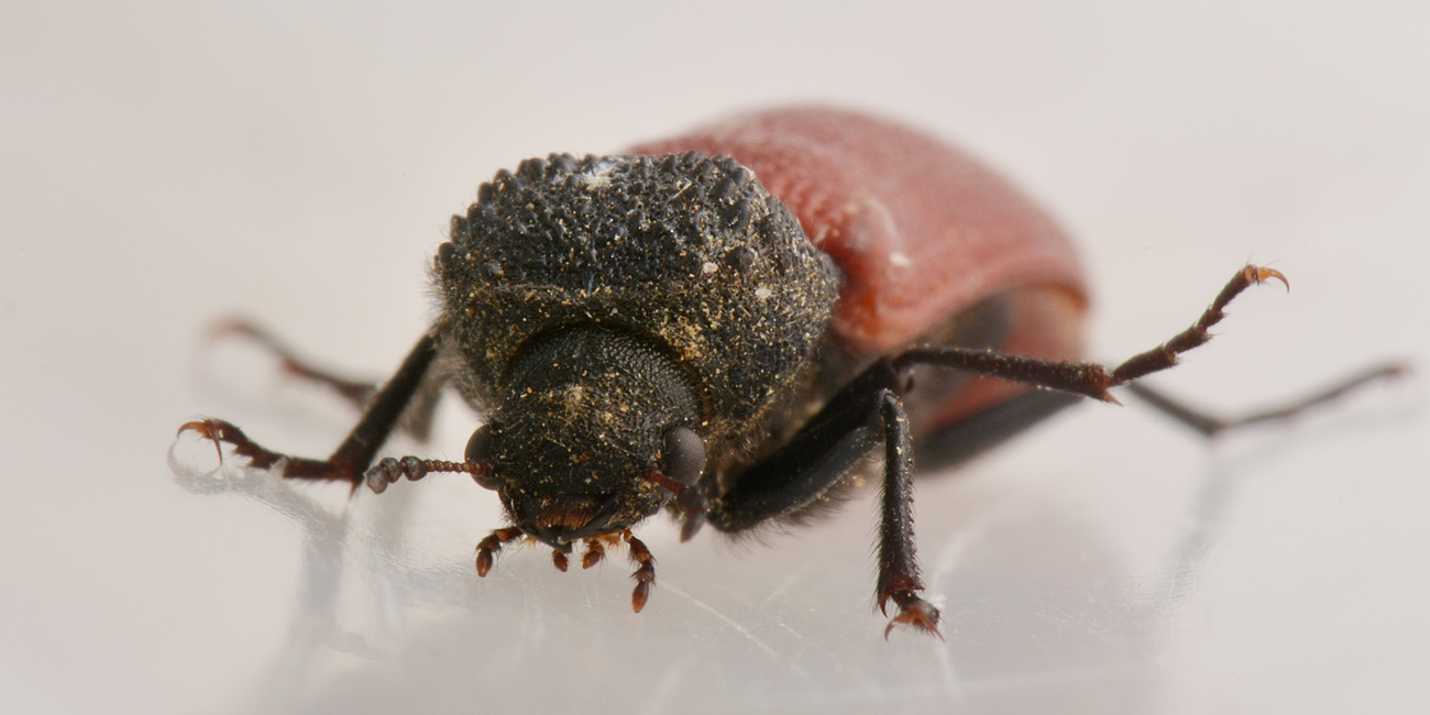 Bostrichidae: Bostrichus capucinus? S.